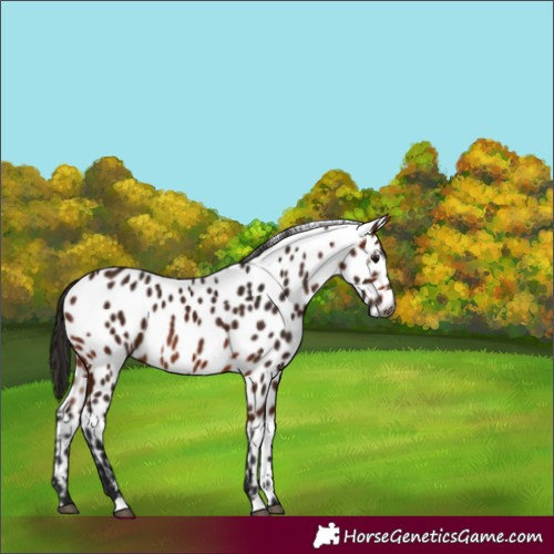 Horse Color:Gray Bay Appaloosa 