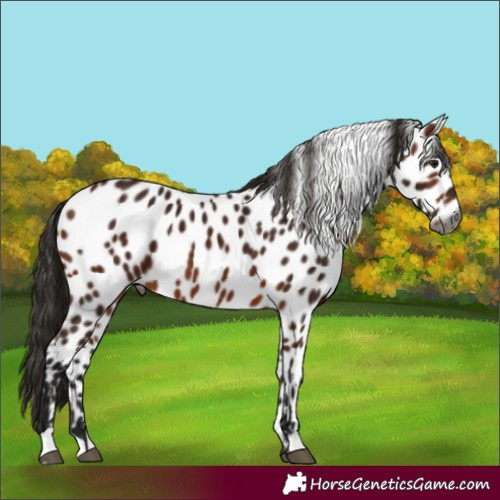 Horse Color:Gray Bay Appaloosa