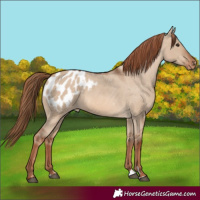 Horse Color:Red Dun Appaloosa 