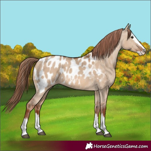 Horse Color:Red Dun Splash Appaloosa 