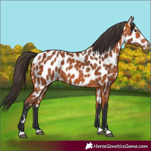 Horse Color:Bay Appaloosa 