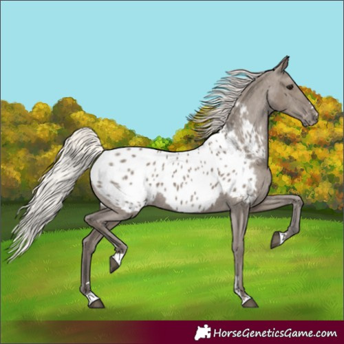 Horse Color:Silver Grullo Appaloosa