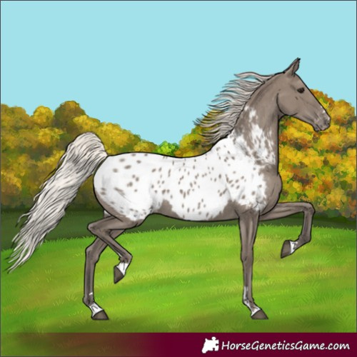 Horse Color:Silver Grullo Appaloosa