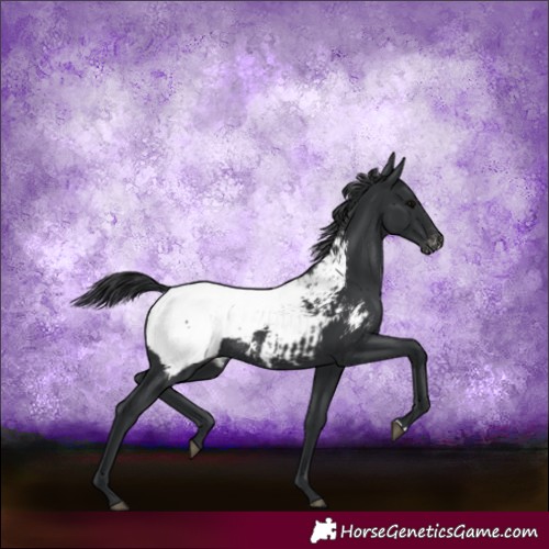 Horse Color:Black Appaloosa Rabicano 