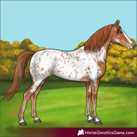 Horse Color:Chestnut Splash Appaloosa 