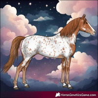 Horse Color:Chestnut Splash Near Leopard 