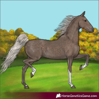 Horse Color:Silver Black Tobiano Rabicano