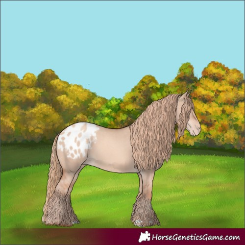 Horse Color:Gold Champagne Dun Appaloosa