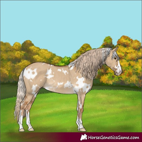 Horse Color:White Spotted Chocolate Palomino Dun Rabicano 