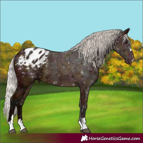 Horse Color:Midnight Silver Bay Ice Appaloosa