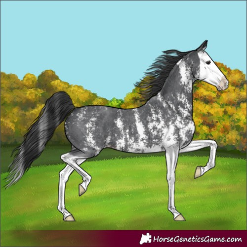 Horse Color:Black Sabino Splash Appaloosa