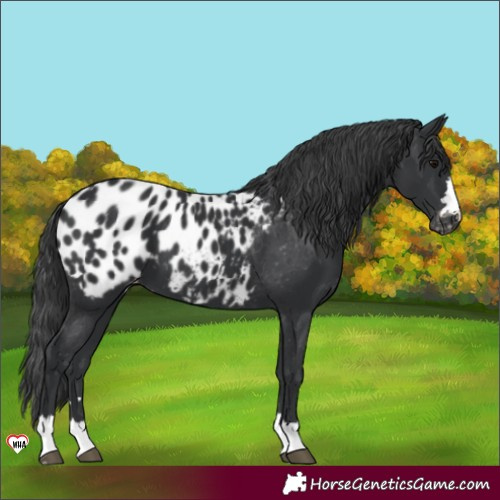 Horse Color:Black Near Leopard 