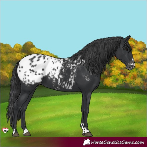 Horse Color:Black Blanket