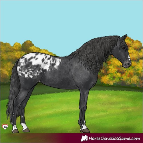 Horse Color:Black Appaloosa