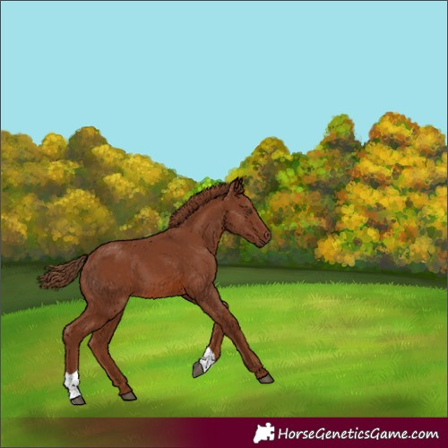 Horse Color:Chestnut 