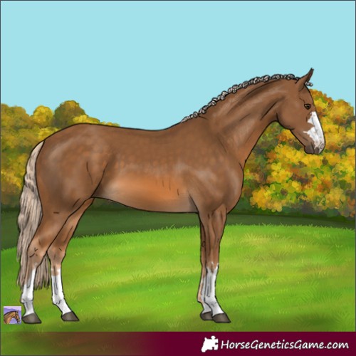Horse Color:Chocolate Palomino