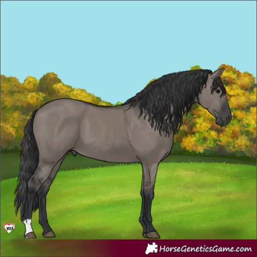 Horse Color:Grullo