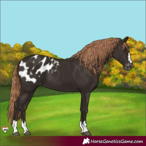 Horse Color:Liver Chestnut Appaloosa