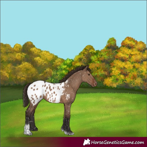 Horse Color:Liver Red Dun Tobiano Appaloosa 