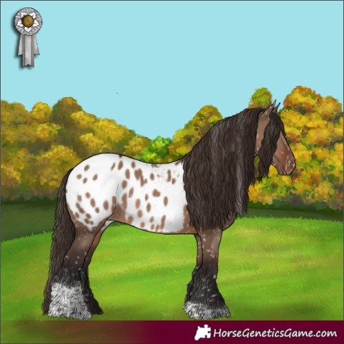 Horse Color:Liver Red Dun Tobiano Appaloosa