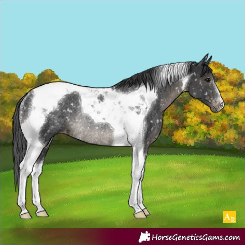 Horse Color:Black Tobiano Snowflake Varnish Rabicano