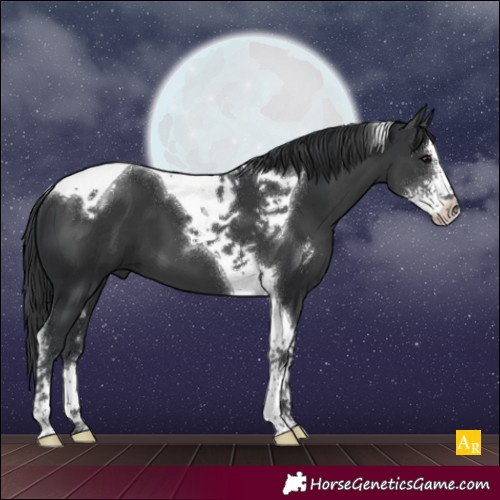 Horse Color:Black Sabino Tobiano 