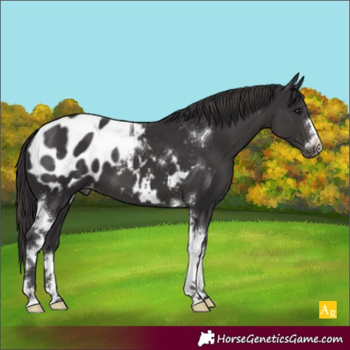 Horse Color:Smoky Black Tobiano Appaloosa