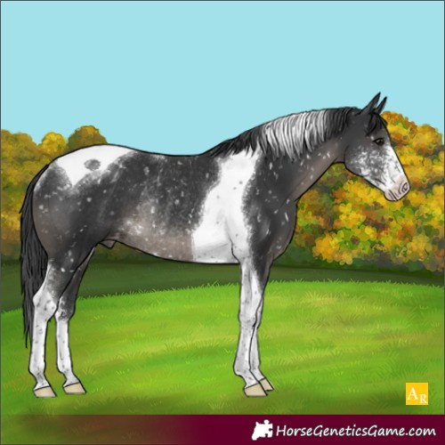 Horse Color:Black Sabino Tobiano Blanket Rabicano 