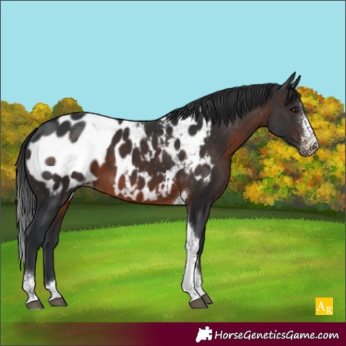 Horse Color:Brown Sabino Tobiano Appaloosa 