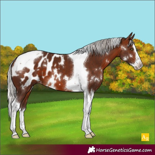 Horse Color:White Spotted Silver Brown Splash Tobiano Blanket 
