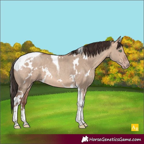 Horse Color:White Spotted Sable Champagne Dun Tobiano 