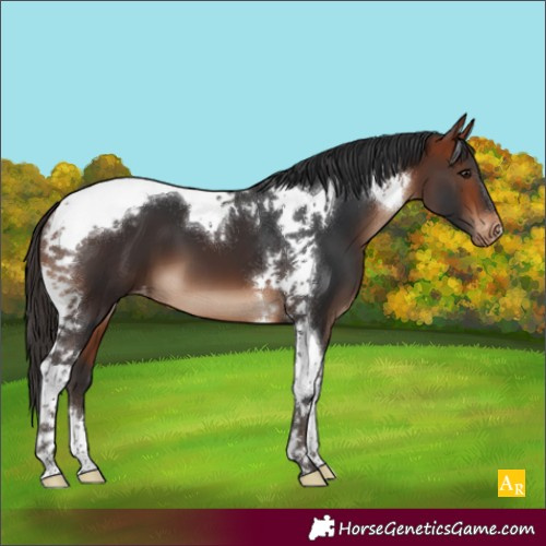 Horse Color:Bay Tobiano Appaloosa