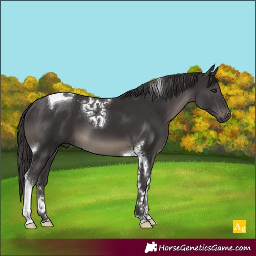 Horse Color:Smoky Black Tobiano 