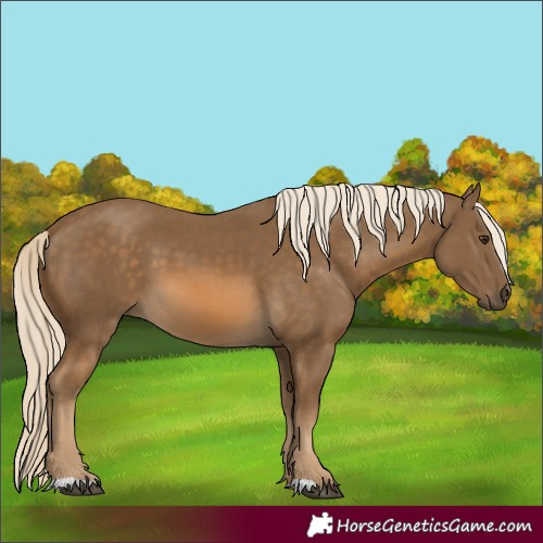 Horse Color:Chocolate Palomino 