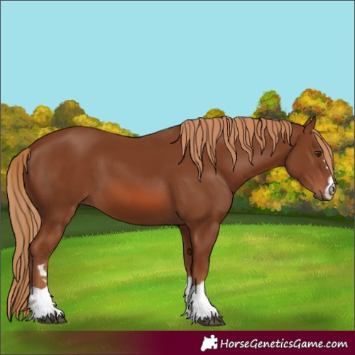 Horse Color:Chestnut 
