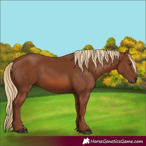 Horse Color:Chestnut 