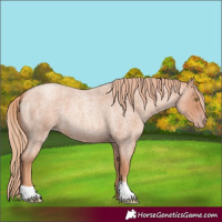 Horse Color:Gold Champagne Roan 