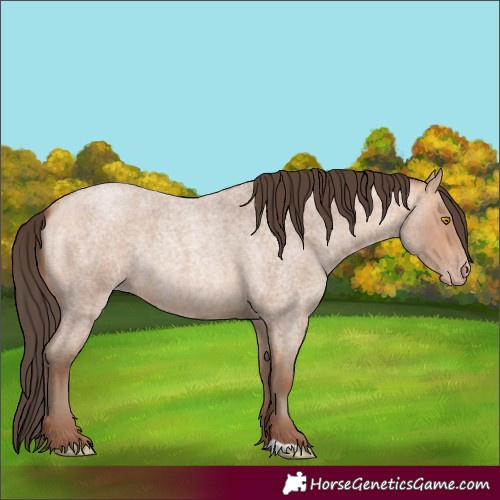 Horse Color:Amber Champagne Roan 