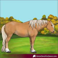 Horse Color:Palomino 