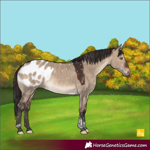 Horse Color:Brown Dun Tobiano Blanket 