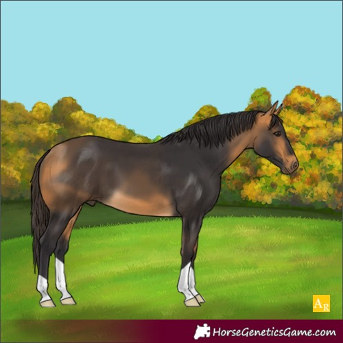 Horse Color:Buckskin 
