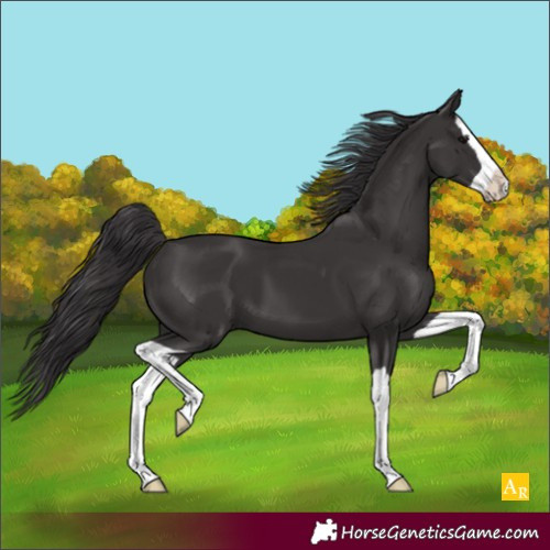 Horse Color:Smoky Black Splash 