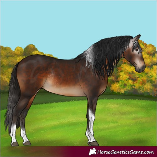 Horse Color:Gray Bay Tobiano Rabicano 