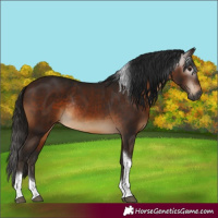 Horse Color:Gray Bay Tobiano Rabicano 
