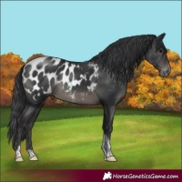 Horse Color:Black Tobiano Appaloosa Rabicano