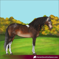 Horse Color:Gray White Spotted Bay Tobiano Appaloosa Rabicano 
