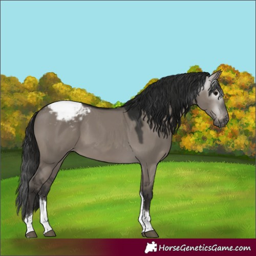 Horse Color:Gray Grullo Tobiano Appaloosa