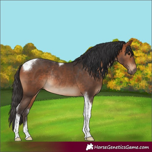 Horse Color:Bay Tobiano Rabicano 