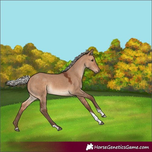 Horse Color:Silver Brown Dun Tobiano 