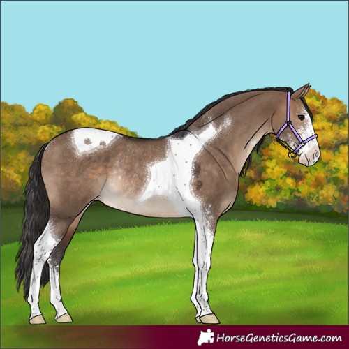 Horse Color:Brown Dun Sabino Tobiano Appaloosa Rabicano 